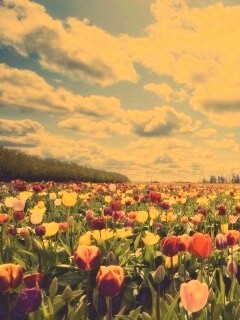 Поле тюльпанов обои