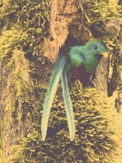 Райская птица в дупле обои