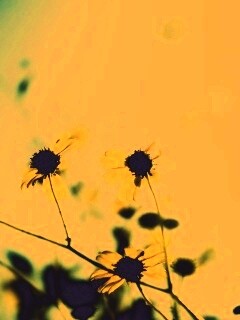 Жёлтые цветочки обои