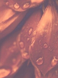 Лепестки обои