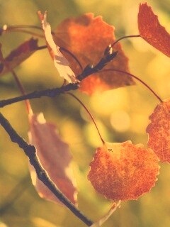 Красные листья обои