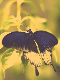 Бабочка с чёрно-белыми крыльями обои