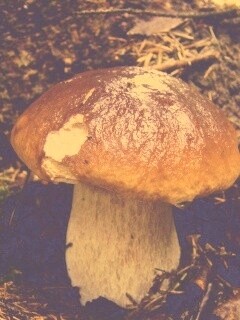 Белый гриб обои