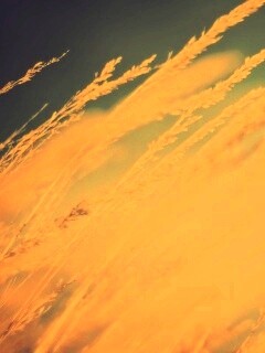 Колосья обои