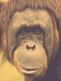 Орангутан обои