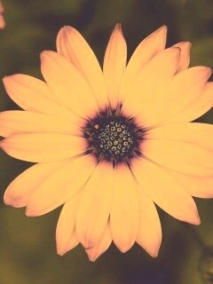 Макро фотография цветка обои