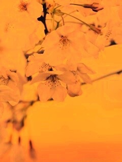 Цветение вишни обои