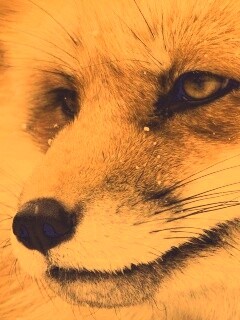 Морда рыжей лисы обои