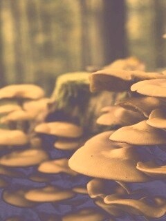 Лесные грибы на пне обои