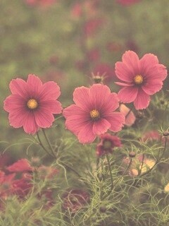 Яркие розовые цветы обои