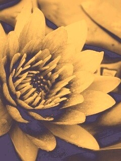 Кувшинка обои