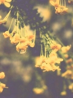 Жёлтые цветочки на ветке обои