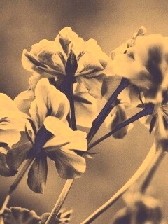 Чёрно-белое фото цветов обои