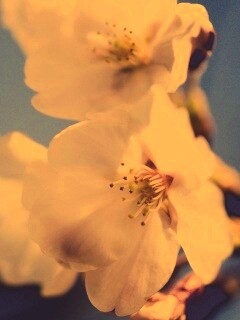 Нежные белые цветы обои