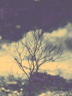 Голые деревья обои