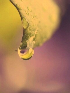Капля на листе обои