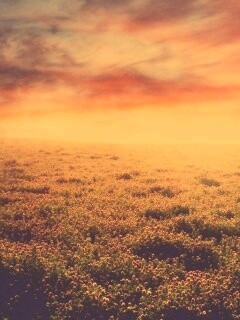 Закатное небо над цветочным полем обои
