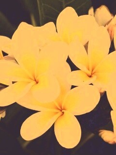 Прекрасные цветы обои