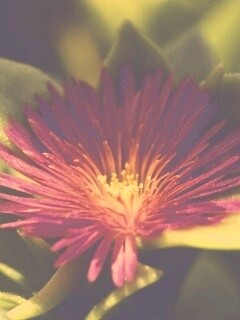 Чудесный цветок обои