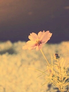 Полевой цветок обои