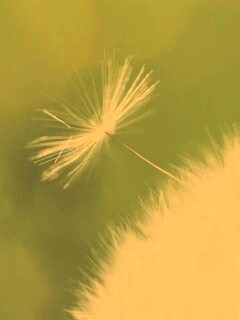 Пушинка одуванчика обои