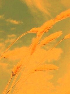 Колосья обои