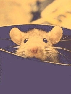 Мышонок выглядывает из ботинка обои