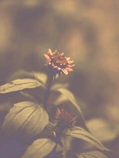 Фотография цветка обои