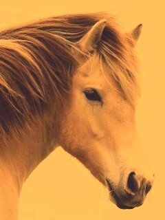 Гривастый конь обои