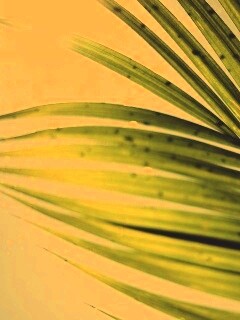 Солнце просвечивает сквозь пальмовый лист обои