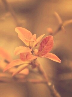 Красные листья на ветке обои