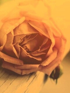 Бутон нежной розы обои