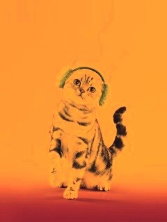 Кот в зеленых наушниках обои