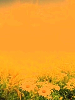 Поле ромашек обои