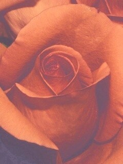 Бутон розы обои