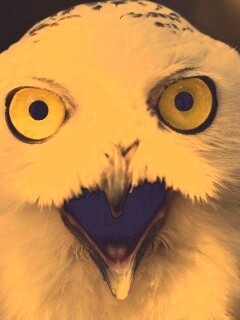 Сова в шоке! обои