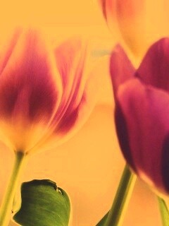 Тюльпаны обои
