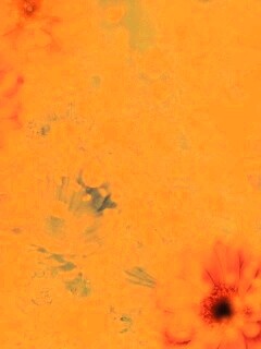 Цветочная эйфория обои