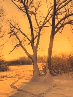 Солнечный свет в зимнем лесу обои