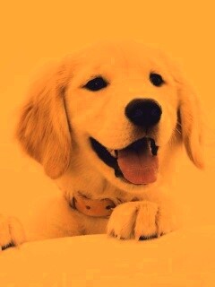 Щенок голден ретривера обои