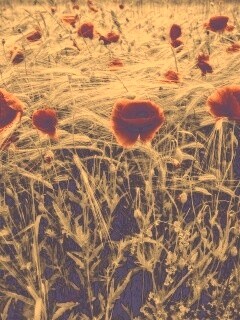 Красные маки обои