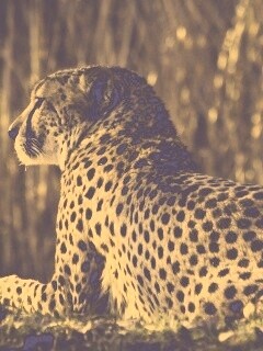 Гепард обои