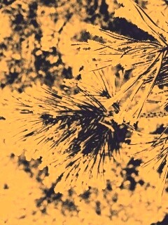 Хвойная ветка обои