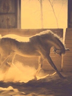 Белая лошадь в загоне обои