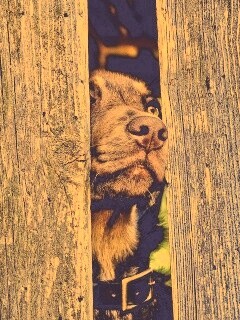 Собака выглядывает из-за забора обои