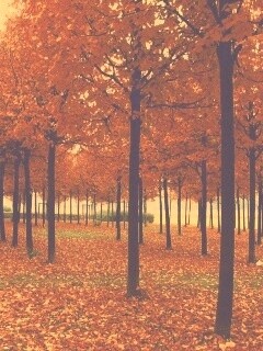 Скачать бесплатно осень обои