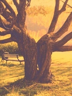 Старые сросшиеся деревья обои