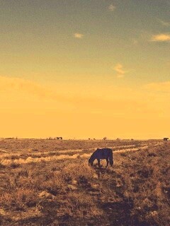 Лошадь пасётся обои