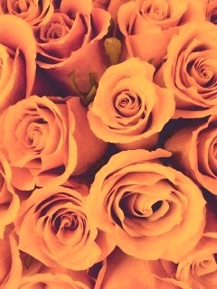 Букет роз обои