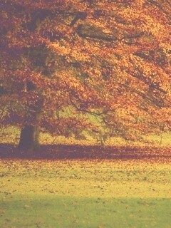 Пожелтевшее дерево с облетающей листвой обои